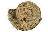 Jurassic Ammonite (Dactylioceras) Fossil - Germany #262974-1